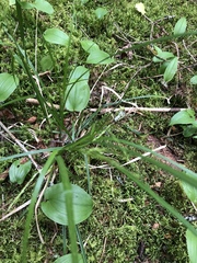 Carex arctata