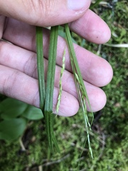 Carex arctata