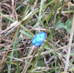Hoplia coerulea