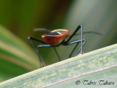 Dysdercus decussatus