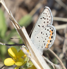 Icaricia lupini texanus