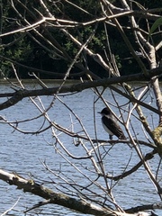 Tyrannus tyrannus