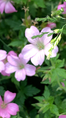 Geranium sylvaticum