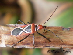 Dysdercus decussatus