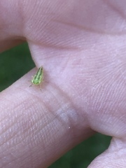 Insecta