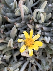 Packera werneriifolia