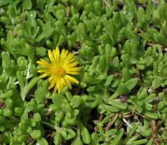 Delosperma nubigenum