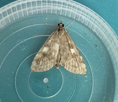 Udea olivalis