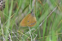 Coenonympha oedippus