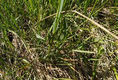 Hordeum brevisubulatum