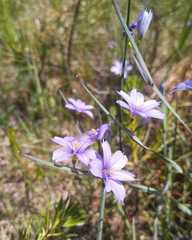 Sisyrinchium septentrionale
