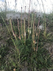 Pulsatilla vulgaris