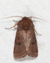 Protorthodes oviduca