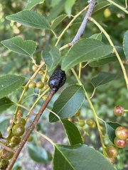 Malacosoma americana