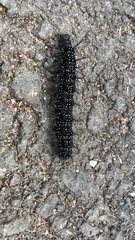Aglais io
