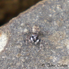 Salticidae