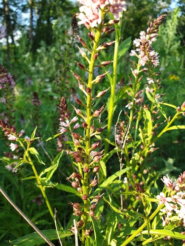 Image of Lysimachia dubia by (c) Алена Ручка, some rights reserved (CC BY)