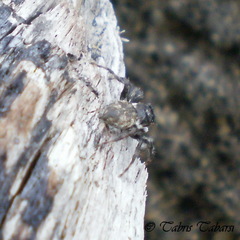 Salticidae