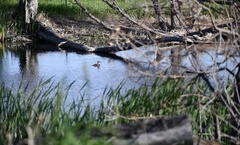 Podilymbus podiceps