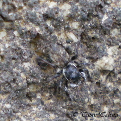Salticidae