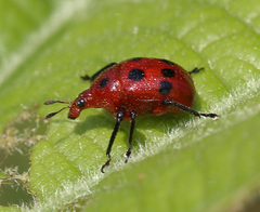 Henicolabus octomaculatus