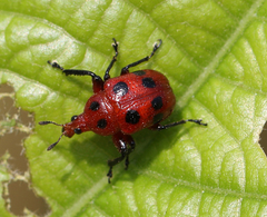 Henicolabus octomaculatus