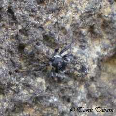 Salticidae