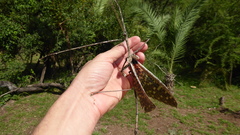 Bactrododema