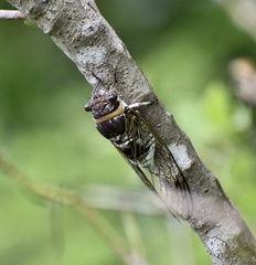 Diceroprocta obscurior