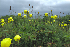 Papaver radicatum