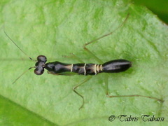 Odontomantis