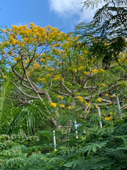 Delonix regia flavida