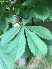 Aesculus hippocastanum