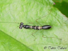 Odontomantis