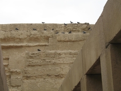 Columba livia domestica