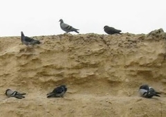 Columba livia domestica