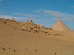 Columba livia domestica
