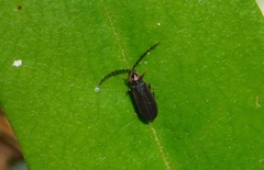 Lucidota punctata