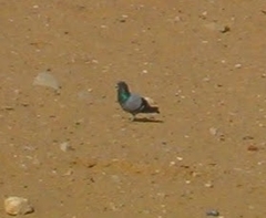 Columba livia domestica