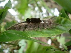 Lepidoptera