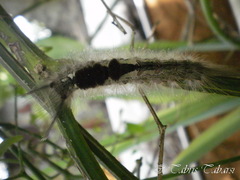 Lepidoptera