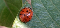Harmonia axyridis