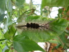 Lepidoptera