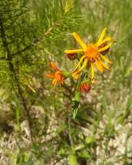 Tephroseris porphyrantha