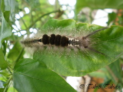 Lepidoptera