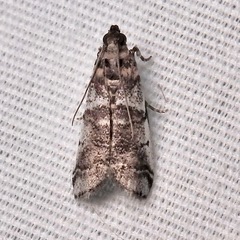 Sciota uvinella