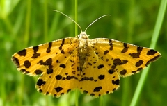 Pseudopanthera macularia