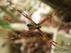 Argiope