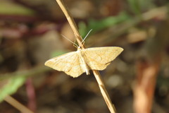 Idaea macilentaria