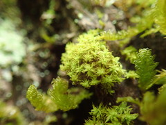 Zygodon viridissimus